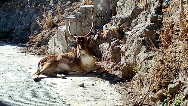 ΕΛΑΦΙ ΧΤΥΠΗΜΕΝΟ