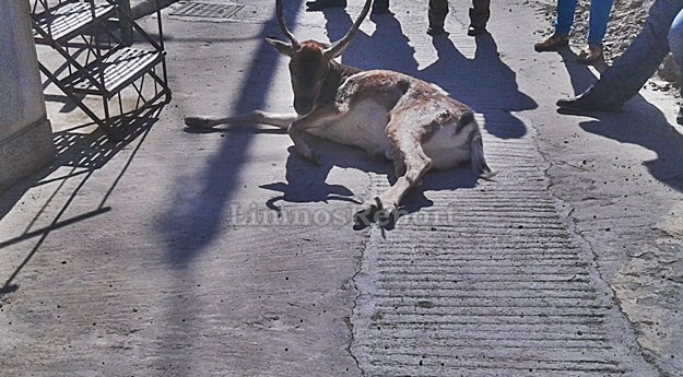ΕΛΑΦΙ ΧΤΥΠΗΜΕΝΟ