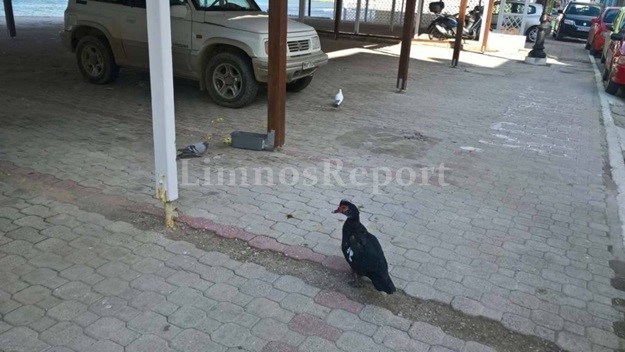 image Κυκλοφορεί στο Ρωμέικο! και προσφέρεται για selfies!