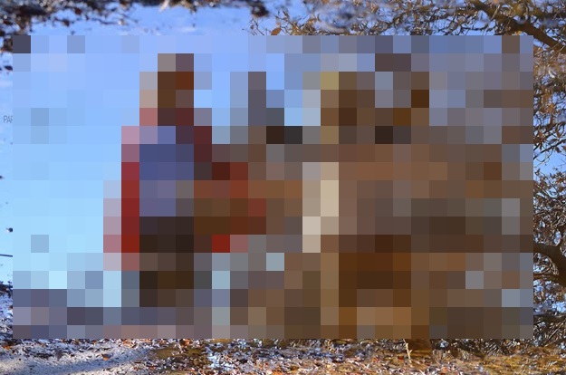 image Λύκος στο Ρωμανού της Λήμνου; (φωτο)