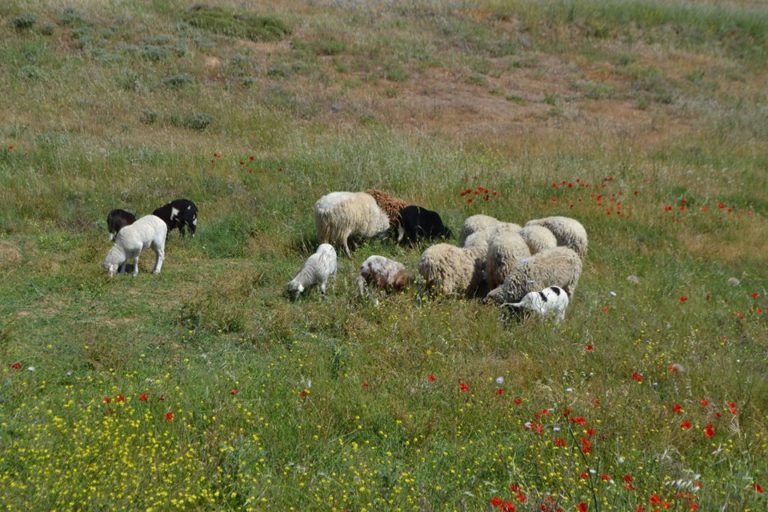 image 609.646,43 ευρώ στους κτηνοτρόφους της Λέσβου και της Λήμνου
