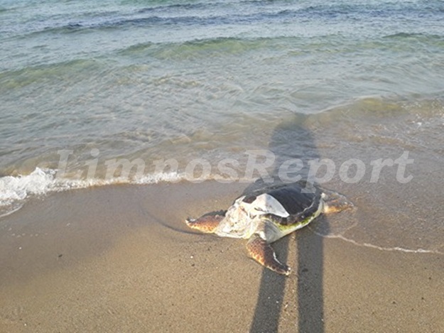 image ΛΗΜΝΟΣ: Νεκρή Καρέτα Καρέτα στην παραλία Μακρύς Γιαλός στα Καμίνια (φωτο)