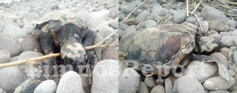 image Νεκρές θαλάσσιες χελώνες εντοπίστηκαν σε παραλία της Λήμνου (φωτο)