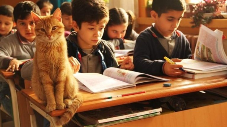 image Η τρίτη τάξη δημοτικού σχολείου της Σμύρνης υιοθέτησε έναν… γάτο
