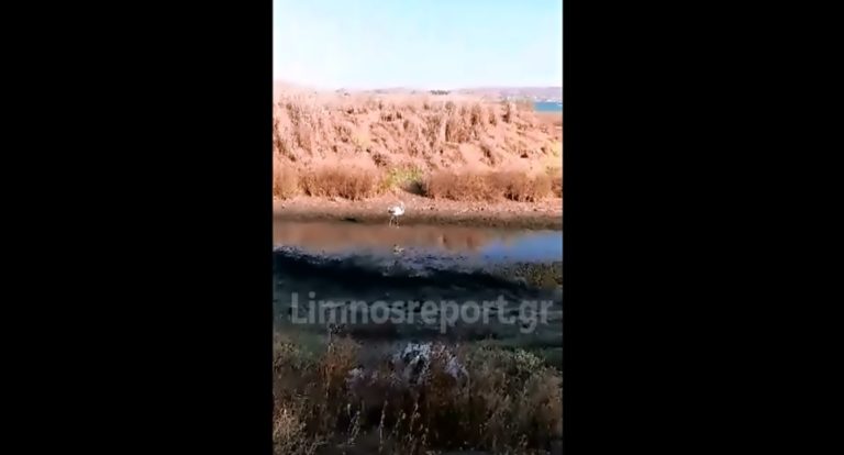 image Νεαρό φλαμίνγκο κάνει βόλτες στην παραλία των Λύχνων στη Λήμνο (βίντεο)