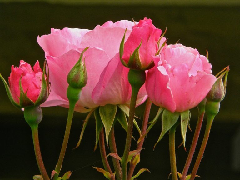 image Θεόδωρος Μπαβέας: Ημέρα της Μητέρα 2018.. για  τις  μητέρες  όλου  του Κόσμου