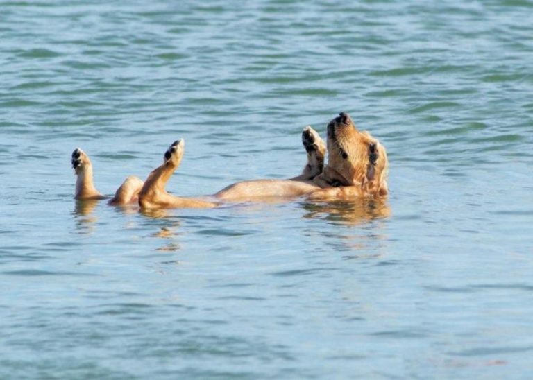 image Τι ισχύει για τα σκυλιά στη θάλασσα; πότε κολυμπάνε;