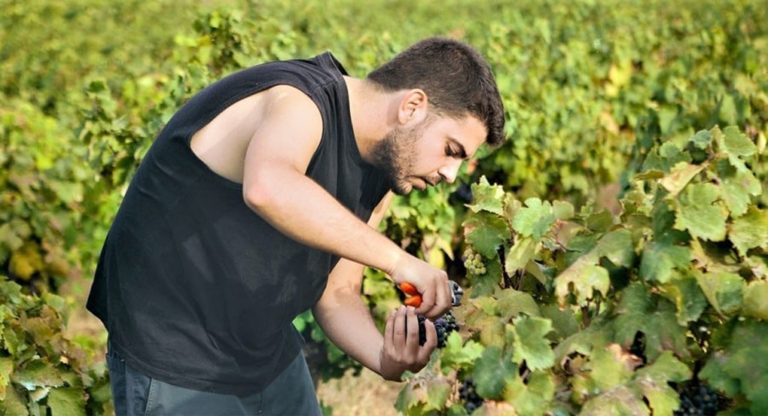 image Τσίπουρο Λήμνου: Στοχεύει κατευθείαν στην καρδιά των ανθρώπων (φωτο)