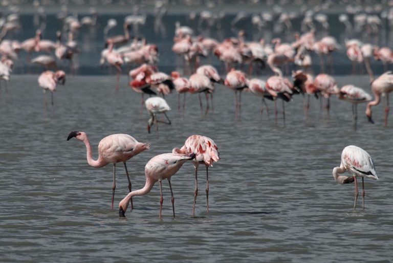 image Παρατήρηση πουλιών στο νησί της Λήμνου (Birdwatching)