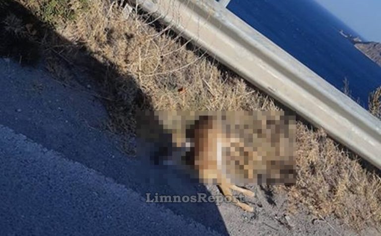 image Λήμνος: Νεκρό ελάφι στο δρόμο του Κάσπακα