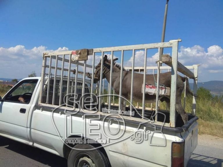 image Πουλάει τον γάιδαρο του και τον περιφέρει πάνω σε αγροτικό στους δρόμους της Θεσσαλονίκης