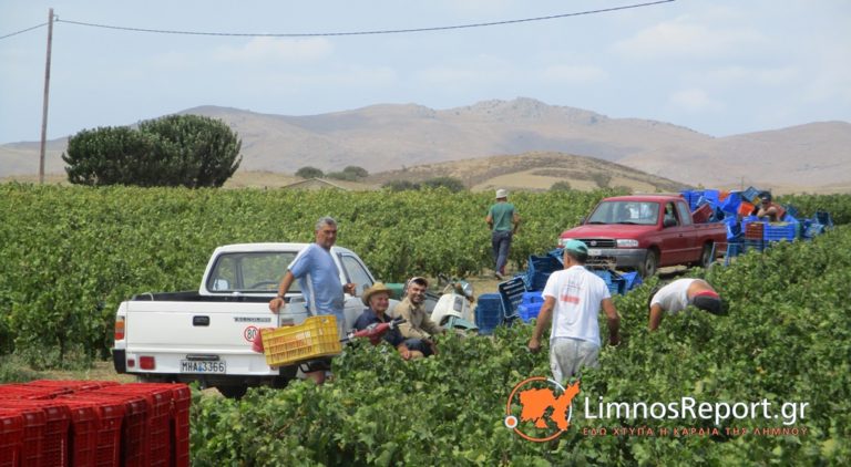 image Πλούσια και καλή χρονιά στην Λήμνο