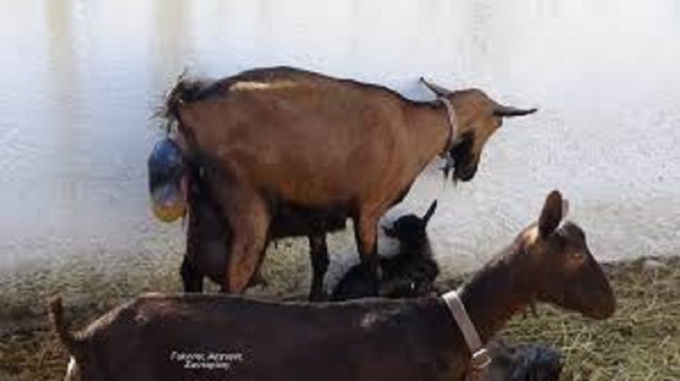 image Χάθηκαν κατσικάκια στην Μύρινα.