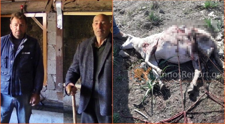 image Πρωτοφανές: Ελάφια επιτέθηκαν σε πρόβατα στη Λήμνο (βίντεο-φωτο)