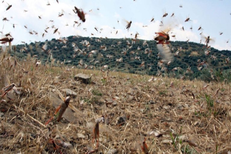 image Η Αντιμετώπιση Ακρίδων στον Άγιο Ευστράτιο (φωτο)