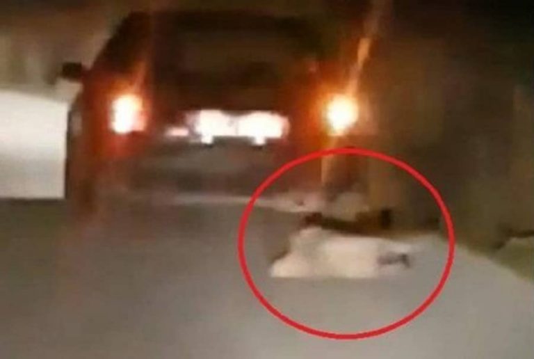 image Κτηνωδία στη Βόνιτσα: 72χρονος έσερνε σκύλο με το αυτοκίνητό του (vid)
