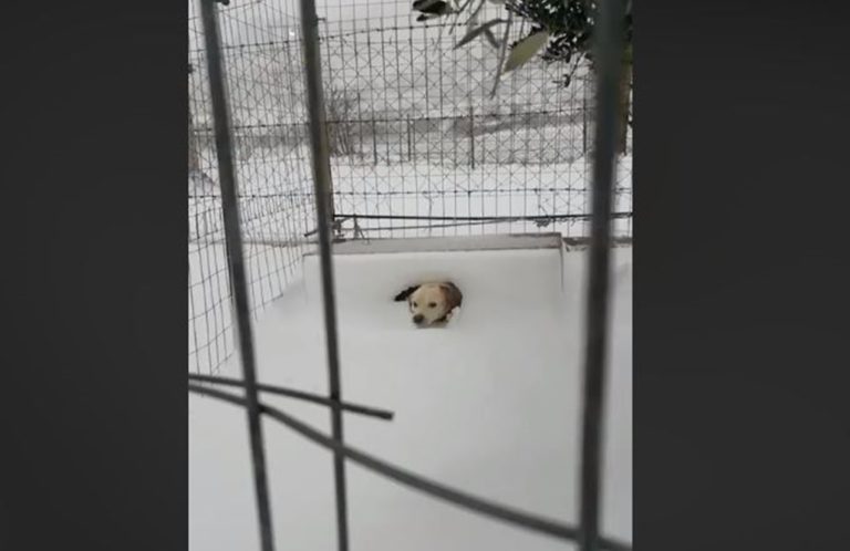 image To εξοργιστικό βίντεο με τον σκύλο στην παγωμένη Λήμνο – Τον άφησαν δεμένο στο χιόνι