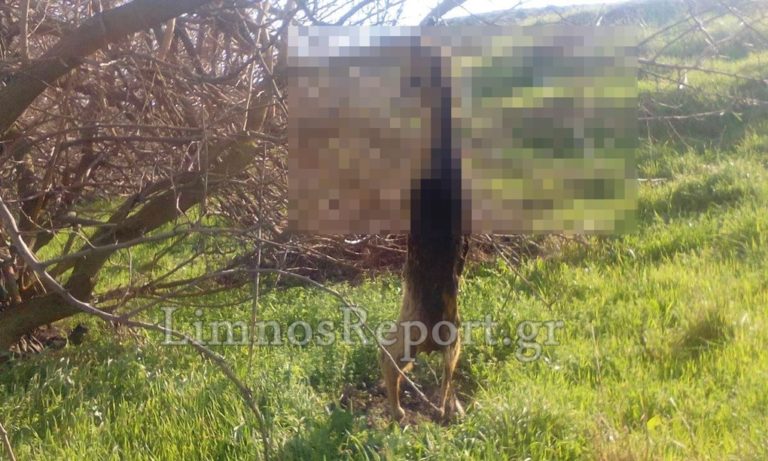 image Απίστευτη κτηνωδία στη Λήμνο κρέμασαν σκύλο σε δέντρο (Προσοχή σκληρές εικόνες)