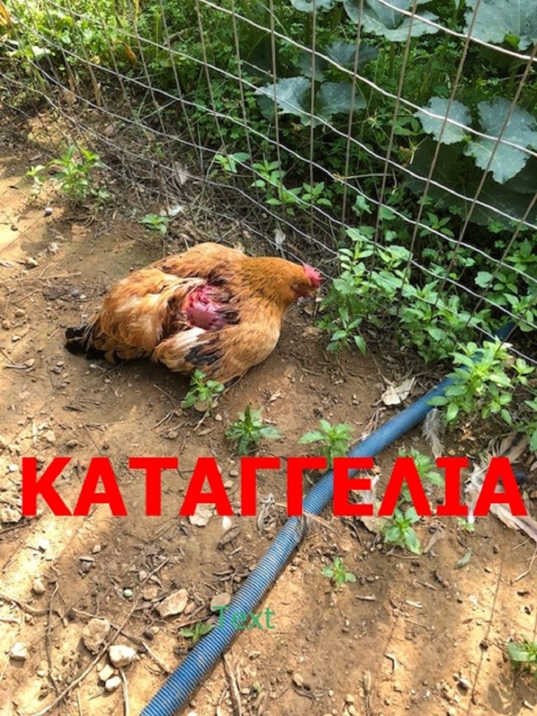 image Πλάκα: Σκυλιά όρμησαν σε κοτέτσι και κατασπάραξαν τις κότες.