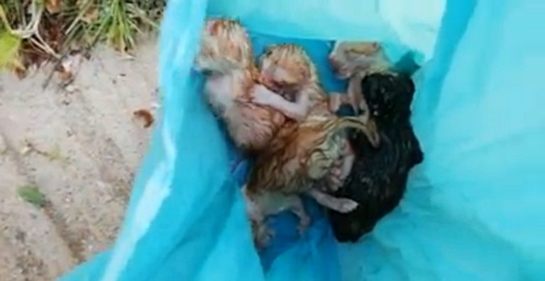 image Λήμνο: Ντροπή πέντε νεογέννητα γατάκια σε κάδο σκουπιδιών – Έκκληση για βοήθεια να σωθούν (βίντεο)