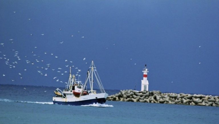 image Σήμερα το Ιχθυοπωλείο «Παναγία Μ» έχει όλα τα αλιεύματα  σε  προσφορά!
