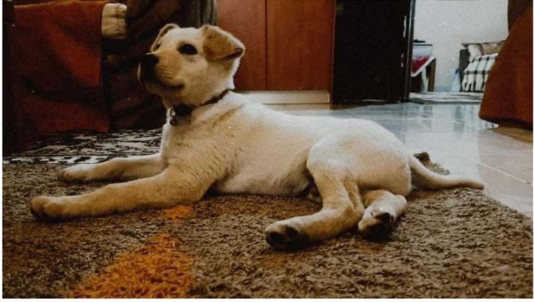 image Σκύλοι που «μυρίζουν» τον καρκίνο …