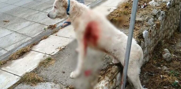 image Νίκαια: Συνελήφθη ο 53χρονος που μαχαίρωσε τον άτυχο σκύλο (βιντεο)