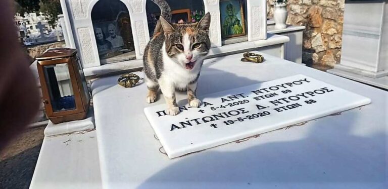 image Γατάκι ζει μόνιμα στον τάφο των ανθρώπων που το είχαν (βίντεο)