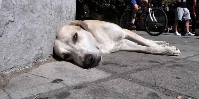 image Νέα σοκαριστική υπόθεση κακοποίησης: Κρέμασαν σκύλο από γέφυρα [σκληρές εικόνες]