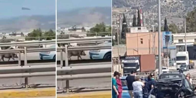image Αγριογούρουνο προκάλεσε τροχαίο στην εθνική οδό Αθηνών -Κορίνθου [βίντεο]