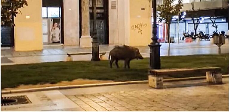 image Θεσσαλονίκη: Αγριογούρουνο βγήκε για βόλτα στην Αριστοτέλους (βίντεο)