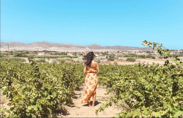 image Η Αναπτυξιακή Λήμνου ενισχύει τον οινοτουρισμό και την εξωστρέφεια των επιχειρήσεων του νησιού