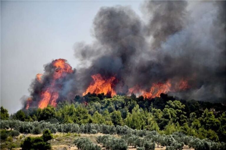 image Φωτιά στην Αττική: Στις Αφίδνες το κύριο μέτωπο της φωτιάς – Μάχη να μην πάει Καπανδρίτι – Εκκενώσεις οικισμών και καμένα σπίτια