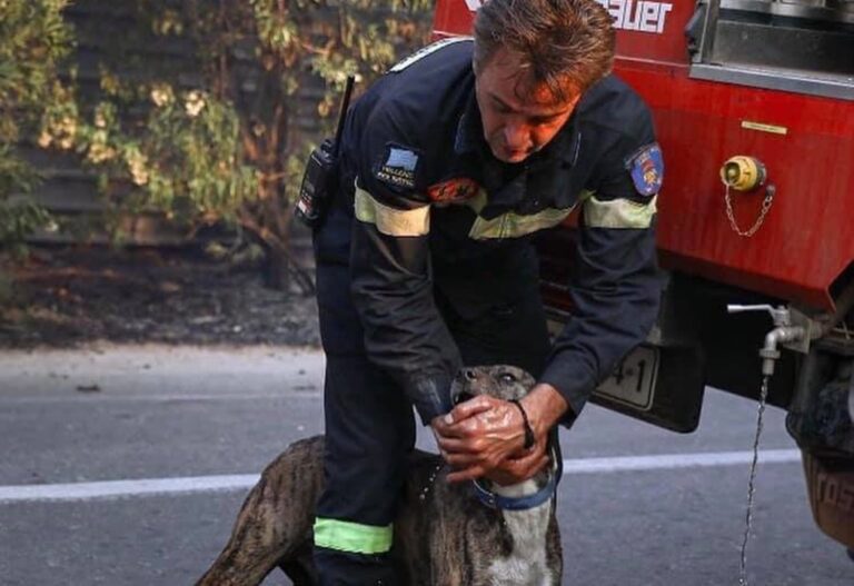 image Πυρκαγιά Βαρυμπόμπη: Άνθρωποι σώζουν άλογα και σκυλιά – Εικόνες ελπίδας μέσα στον πύρινο εφιάλτη