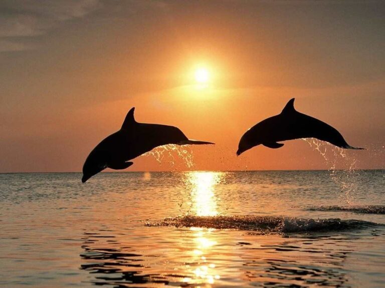 image Σταχτοδέλφινα στο Βόρειο Αιγαίο.