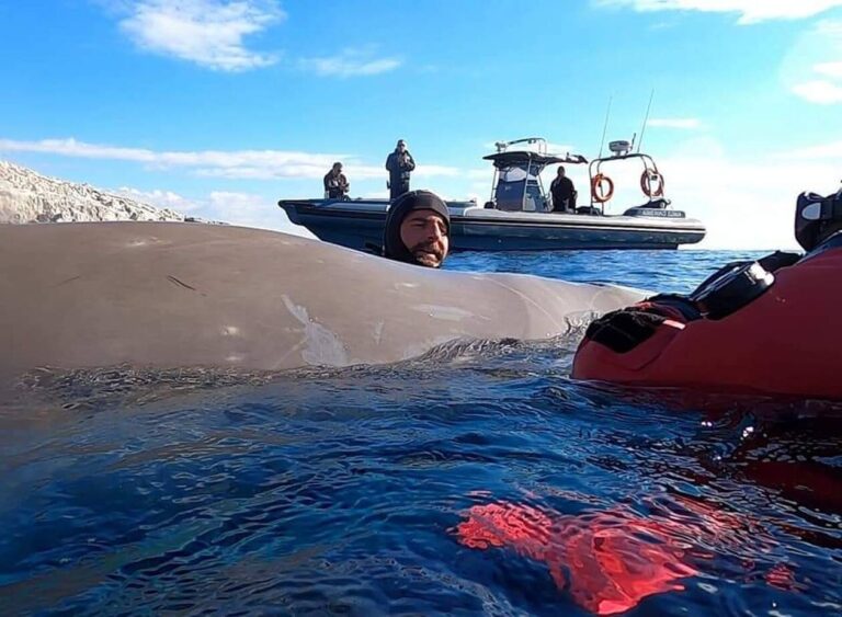 image Συγκίνηση και αγωνία για τη φάλαινα στον Άλιμο: Δραματικές στιγμές on air για τη διάσωσή της (Βίντεο-φωτο)