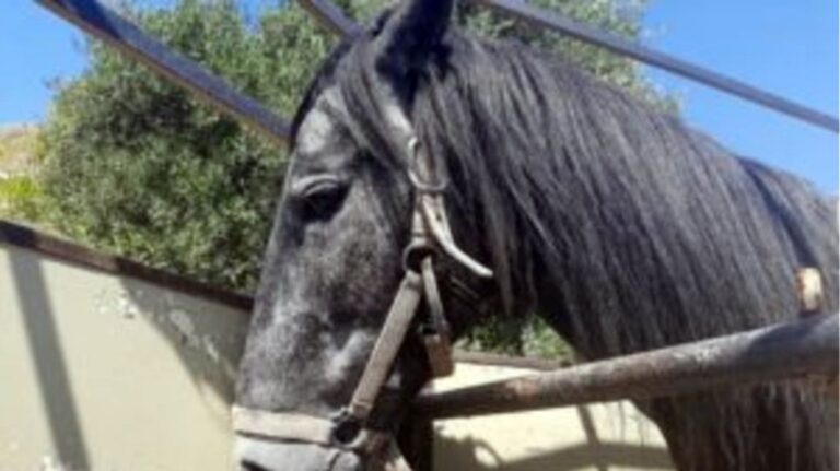 image Σύλληψη για κακομεταχείριση αλόγου  στην Καλλονή.