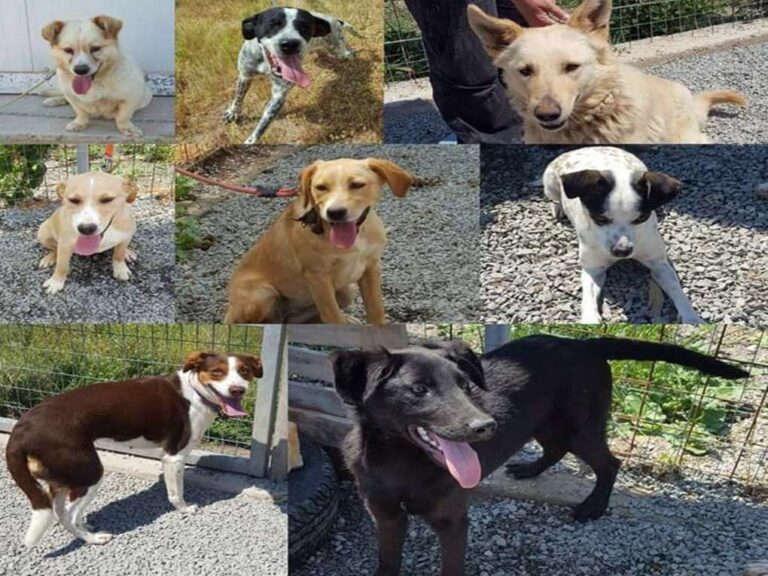 image Το Φιλοζωικό Σωματείο Λήμνου ευχαριστεί  για την δωρεά 500kg ζωοτροφής για σκύλους.