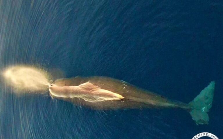 image Αυτός είναι ο Κόκκινος Κατάλογος με 11.500 απειλούμενα είδη ζώων, φυτών και μυκήτων