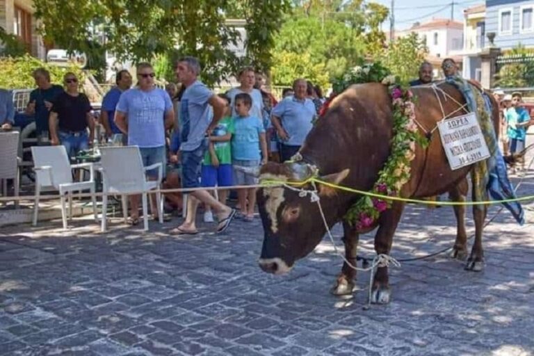 image Λέσβος : Σάλος με περιφερόμενο Ταύρο σε πανηγύρι  – Τεράστιο πισωγύρισμα για τον πολιτισμό μας.