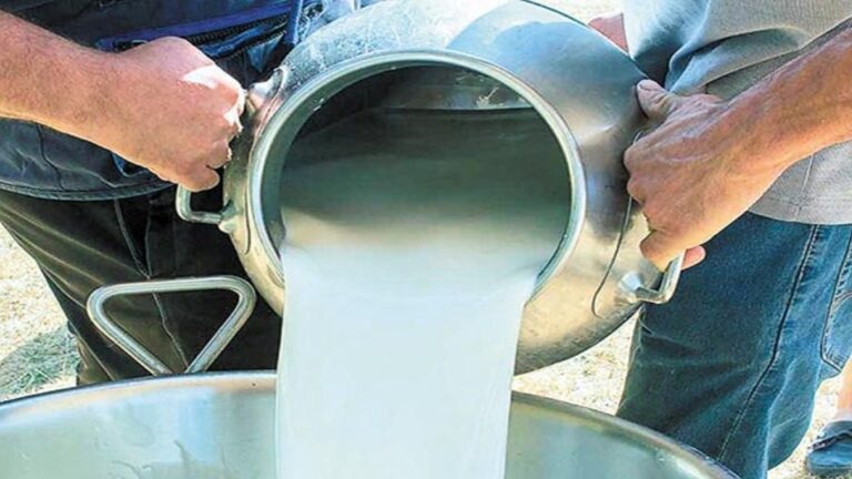 image Κανονικά οι παραλαβές γάλακτος και την Παρασκευή από τα τυροκομεία της Λέσβου
