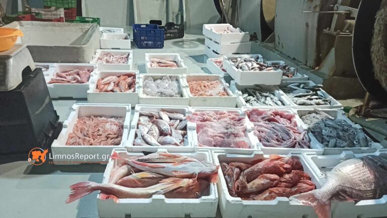 image Λήμνος : H ψαριά ήταν καλή! Η παράδοση συνεχίζεται στο Αιγαίο .(Βίντεο+φωτο)