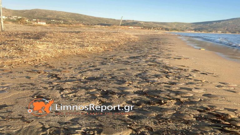 image Λήμνος : Εκατοντάδες μέδουσες ξεβράστηκαν στην παραλία πλατύ.(Φωτογραφίες)