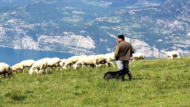 image Το σωματείο «Αδελφότης ο Καλός Σαμαρείτης»: Eκμίσθωση  βοσκότοπου στην θέση Μουρμουρίτσα στην περιοχή Βίγλα