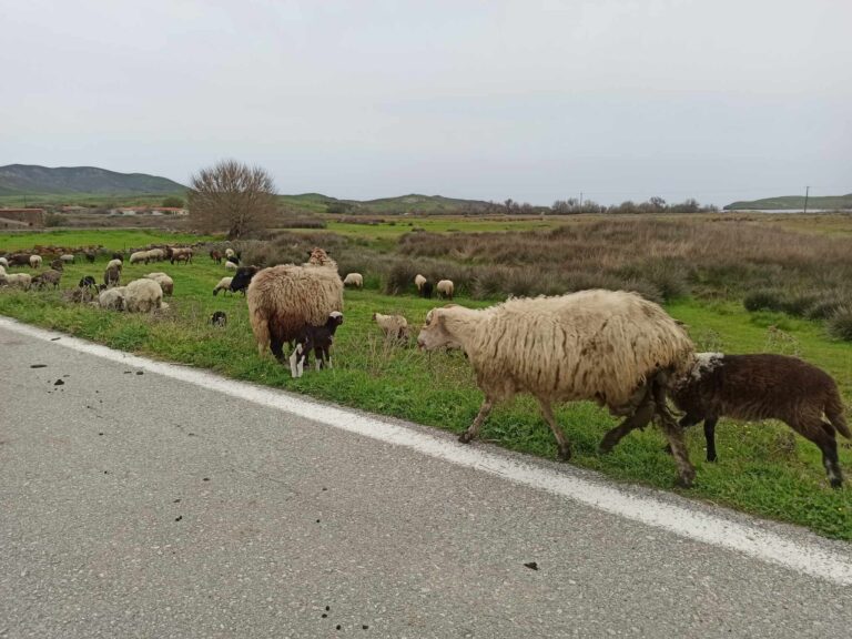 image Συμβαίνει τώρα – Λήμνος: Εντοπίστηκε και δεύτερο κρούσμα ευλογιάς των προβάτων στην περιοχή των Τσιμανδρίων σε εκτροφή με 155 ζώα.
