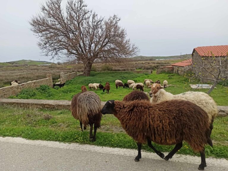 image Κέλλας: Έρχονται νέα προγράμματα στήριξης για νέους αγρότες και κτηνοτρόφους