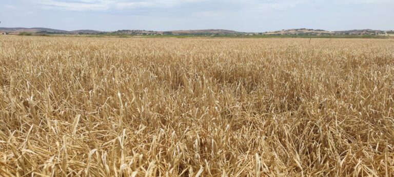 image Τα βοσκοτόπια στην «εξέδρα» και άλλες ιστορίες κυβερνητικής συγκάλυψης.