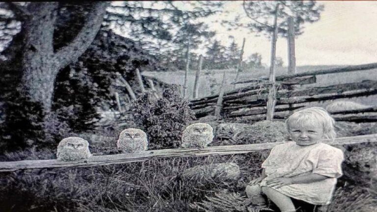 image To Kournos Music Festival…… “πάει”  Πολιόχνη .