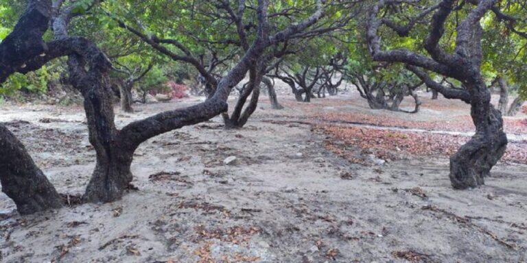 image Χίος :.Πάνω από 160 τόνους μαστιχιού κατέστρεψε η κακοκαιρία “Atena”