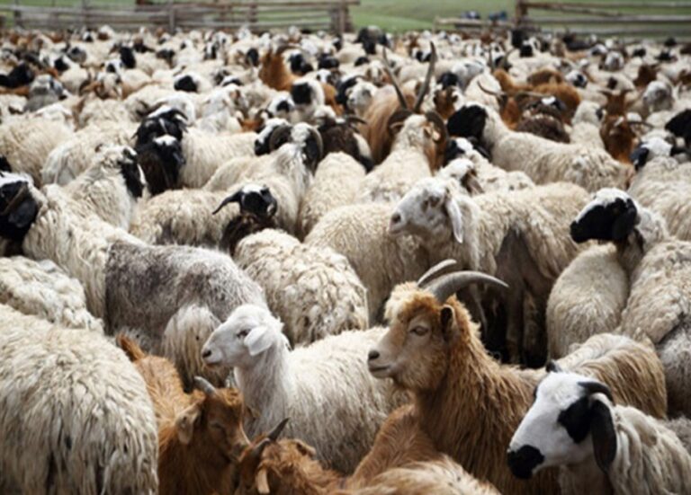 image ΚΤΗΝΟΤΡΟΦΙΑ ΠΡΟΣ ΚΑΤΑΣΤΡΟΦΗ: Η ευλογιά προβάτων σαρώνει …! – Σε απόγνωση οι κτηνοτρόφοι και βαθιά ανησυχία για τις εξαγωγές